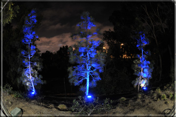Japanese Friendship Garden Balboa Park Market String lights with Lanterns and uplights